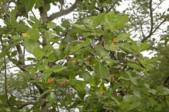 Gardenia resinifera
